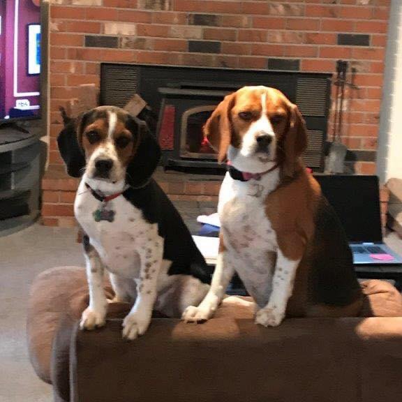 Oliver and April, two beagles, sitting on the back of a couch